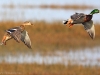 Couple de canard colvert