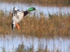 Canard Colvert mâle