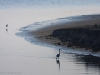 Aigrette à la pêche