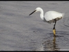 Aigrette garzette