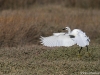 Aigrette garzette