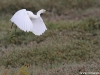 Aigrette garzette