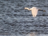 Aigrette garzette