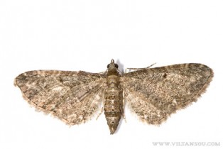 Eupithecia sp.