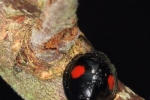 Chilocorus renipustulatus (la Coccinelle du Saule)