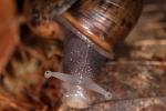 Elona quimperiana (L'escargot de Quimper)