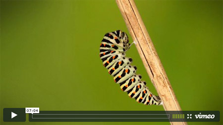 De la chenille à la chrysalide , la vidéo De la chenille à la chrysalide , la vidéo