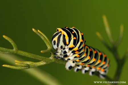 Papilio machaon Papilio machaon