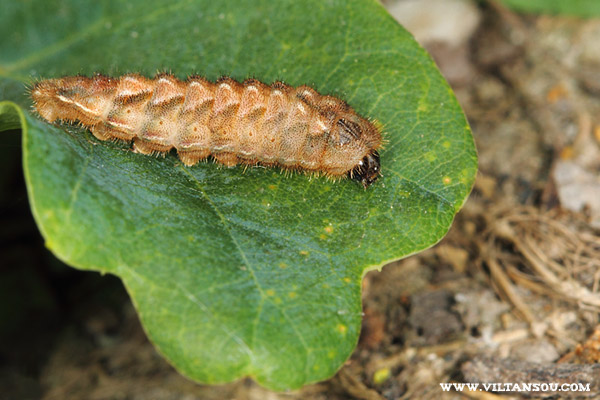 Favonius quercus