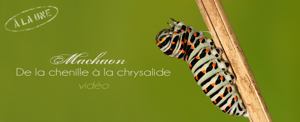 Cliquez ici pour accéder à l\'article avec la vidéo.