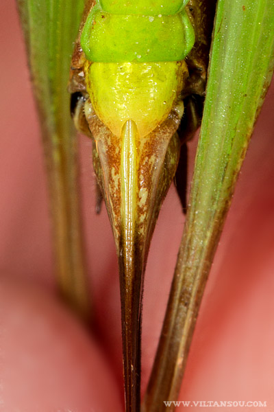 Metrioptera brachyptera (Decticelle des bruyères) femelle