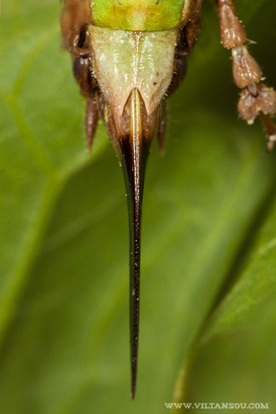 Metrioptera saussuriana (Decticelle des alpages) femelle
