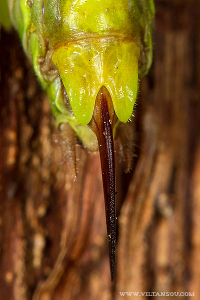 Metrioptera roeselii (Decticelle bariolée) femelle