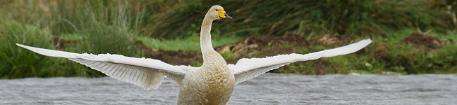 Cygne chanteur