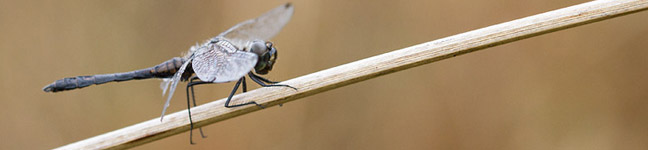 Sympetrum danae