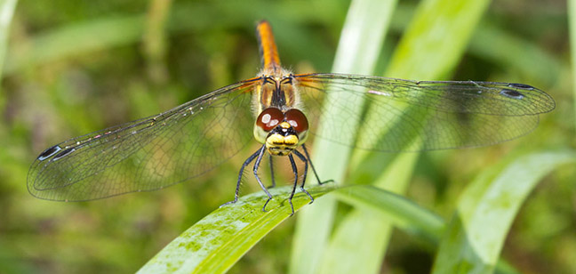 Sympetrum danae