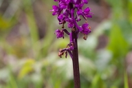 Orchis mâle ( Orchis mascula )