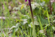 Orchis mâle ( Orchis mascula )