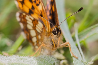 La Lucine (Hamearis lucina)