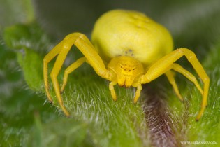Misumena vatia ( la Misumène variable ) femelle 07
