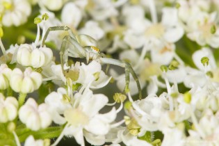 Misumena vatia ( la Misumène variable ) femelle 01
