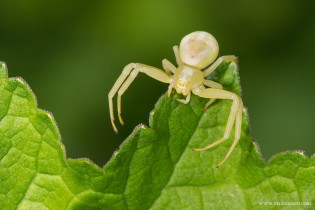 Misumena vatia ( la Misumène variable ) femelle 02