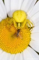 Misumena vatia ( la Misumène variable ) femelle 03