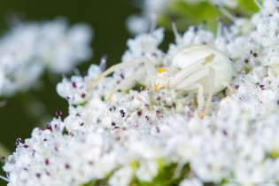 Misumena vatia ( la Misumène variable ) femelle 05