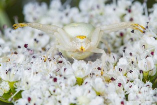Misumena vatia ( la Misumène variable ) femelle 04
