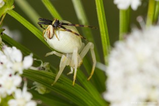 Misumena vatia ( la Misumène variable ) femelle et mâle