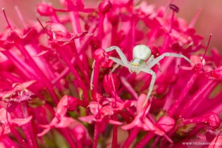 Misumena vatia ( la Misumène variable ) femelle 06